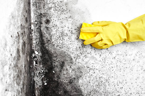 Best Basement Mold Remediation in Vernon, WI
