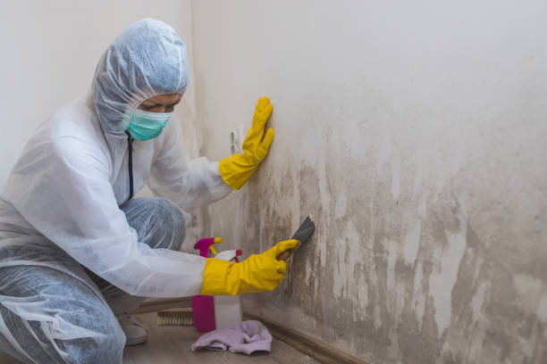 Best Post-Flood Mold Remediation in Vernon, WI