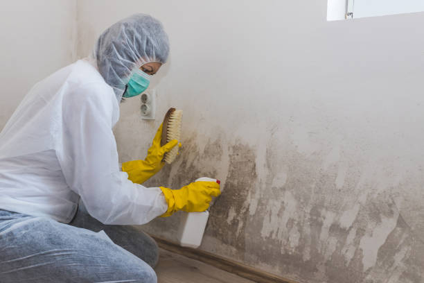 Best Commercial Mold Remediation in Vernon, WI