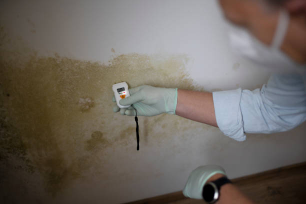 Best White Mold Remediation in Vernon, WI