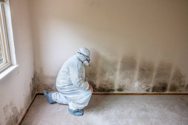 Best Mold Testing and Inspection Services in Vernon, WI