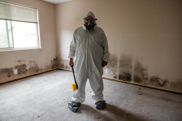 Best Health and Safety Mold Remediation in Vernon, WI