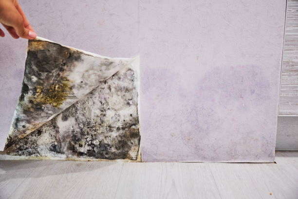 Best Mold Remediation for Schools in Vernon, WI